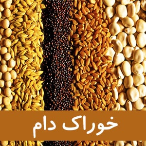 خوراک دام